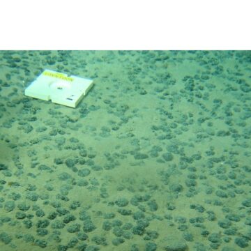 Le submersible Nautile explore les profondeurs abyssales du Pacifique lors de la campagne Nodinaut menée par l’Ifremer (mai-juin 2004). Objectif : étudier les zones de permis minier françaises, où reposent les précieux nodules polymétalliques, riches en manganèse, cobalt et nickel. Photo : Ifremer Le submersible Nautile explore les profondeurs abyssales du Pacifique lors de la campagne Nodinaut menée par l’Ifremer (mai-juin 2004). Objectif : étudier les zones de permis minier françaises, où reposent les précieux nodules polymétalliques, riches en manganèse, cobalt et nickel. Photo : Ifremer