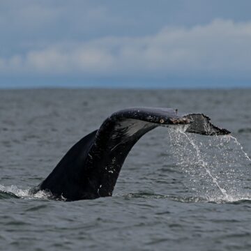 Les espèces menacées d’extinction Les espèces menacées d’extinction