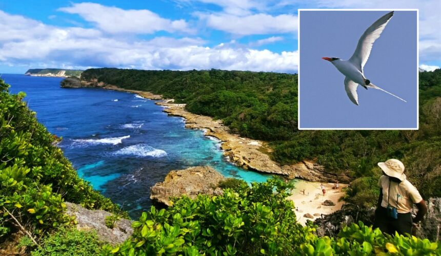 Phaéton a bec rouge prise lors du suivi de 2023 photo Ommag Guadeloupe. Agents de l’ONF en prospection terrestre des oiseaux marins nicheurs 2 fois par mois pendant les mois de janvier et février 2024. Photo : FB Réserve Biologique Dirigée du Nord Grande-Terre
