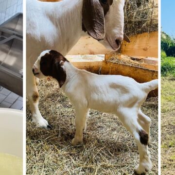 « Depuis mon plus jeune âge, cela a toujours été une passion pour moi » explique Lionel Annacanon, éleveur caprins de la commune de Saint-François. Photo : Gwada Boer Goat