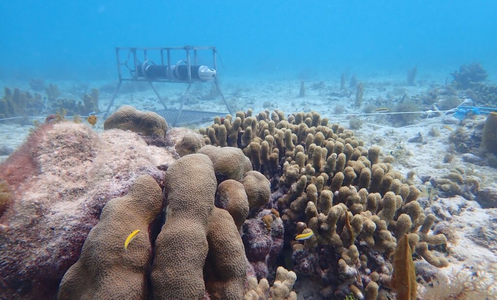 Projet Didilac : Installation de pièges à alevins et d’un courantomètre ADCP pour étudier le forçage du recrutement larvaire. Guadeloupe, février 2021, Université des Antilles, laboratoire Boréa. Photo : DR