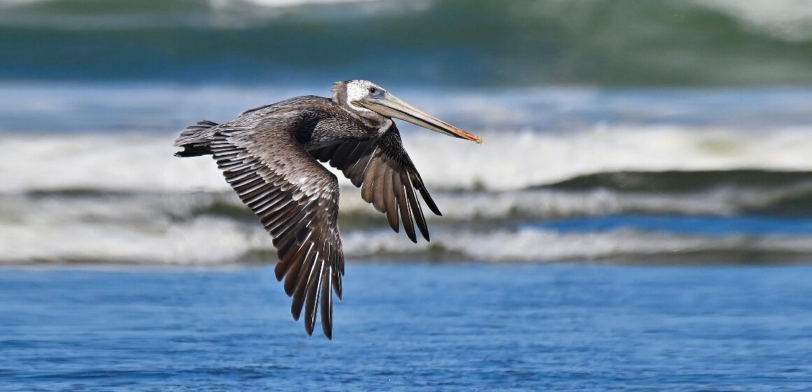 96 espèces d’oiseaux supplémentaires protégées