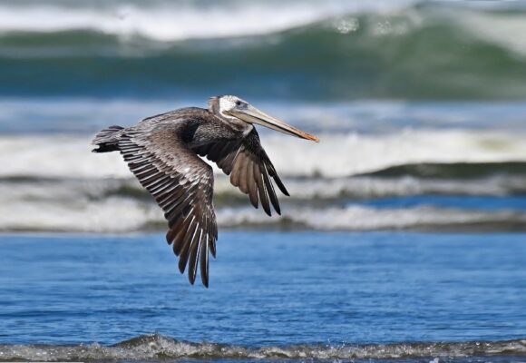 Pélican, oiseau emblématique et protégé en Guadeloupe.