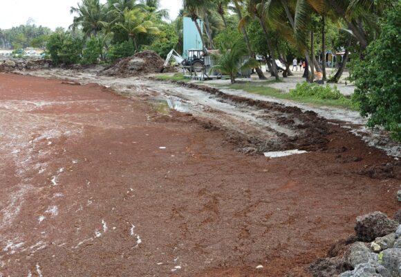 Plage Les Galbas à Sainte-Anne, le 30 avril 2024 : un littoral défiguré sous l'invasion des algues sargasses. Photo : Gilles Morel / Sipa