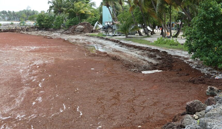 Plage Les Galbas à Sainte-Anne, le 30 avril 2024 : un littoral défiguré sous l'invasion des algues sargasses. Photo : Gilles Morel / Sipa