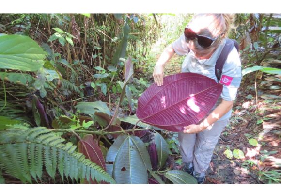 Sortie Miconia calvescens à Matouba Saint-Claude en 2020. Photo : Parc national de Guadeloupe