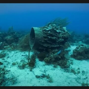 En Guadeloupe, le paysage corallien se dégrade, principalement sous l’effet du rejet des eaux usées non traitées, qui affaiblit irréversiblement l'écosystème. Photo : capture écran vidéo Parc national de la Guadeloupe