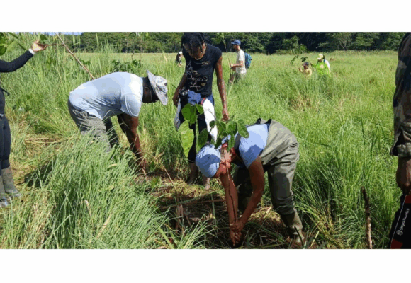 Coordonnés par le Parc national de Guadeloupe, des bénévoles replantent des mangles médaille à la forêt marécageuse de Golconde aux Abymes le 27 juillet 2025. Photo : Parc national de la Guadeloupe