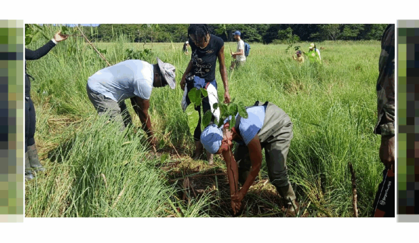 Coordonnés par le Parc national de Guadeloupe, des bénévoles replantent des mangles médaille à la forêt marécageuse de Golconde aux Abymes le 27 juillet 2025. Photo : Parc national de la Guadeloupe