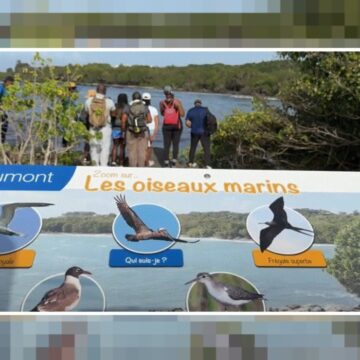 Un panneau pédagogique du sentier « Gozyé ékolo » à Saint-Félix au Gosier qui permet d'identifier et de comprendre le rôle écologique des oiseaux locaux. Photo : capture écran Canal 10