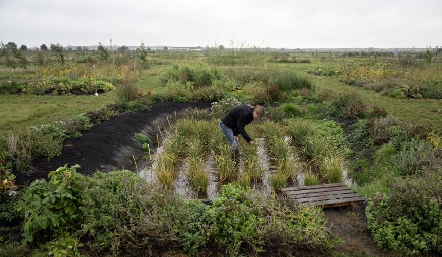 Cultiver du riz « n'a jamais été fait auparavant au Royaume-Uni », a déclaré la docteure Nadine Mitschunas, écologue au UK Centre for Ecology and Hydrology, en inspectant une culture de diverses espèces de riz sur un site expérimental dans l'est de l'Angleterre, le 14 octobre 2025. Photo : Oli Scarff / AFP