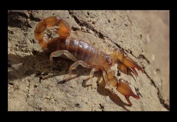 Oiclus desirade, scorpion découvert à La Désirade en Guadeloupe. Photo : T. Ramage
