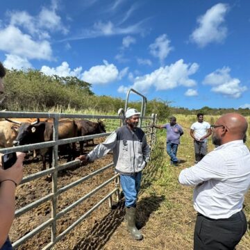 Inauguration de l'atelier d'engraissement bovin à Petit-Canal, le 30 janvier. Photo : Ville de Petit-Canal Inauguration de l'atelier d'engraissement bovin à Petit-Canal, le 30 janvier. Photo : Ville de Petit-Canal